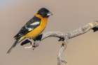 Black-headed grosbeak Art Print